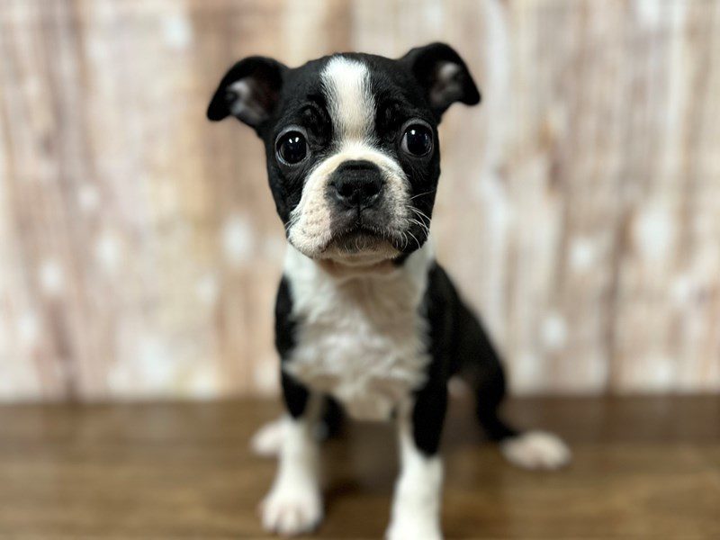 Boston Terrier Dog Female Black and white 4144