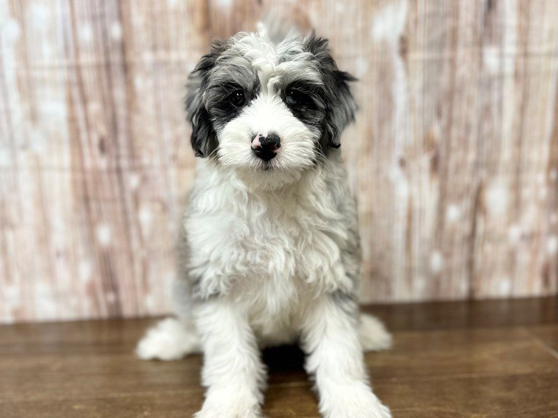 [#4149] Daphne - Blue Merle and white Female F1B Mini Aussiedoodle Puppies for Sale