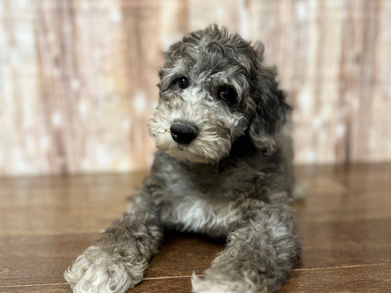 [#4146] Edmund - Blue Merle Male F1B Mini Aussiedoodle Puppies for Sale