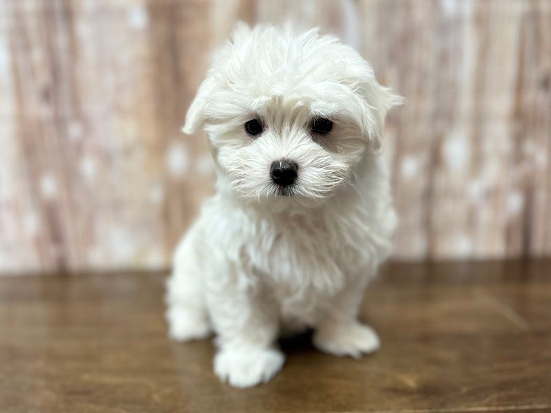 [#4163] Calypso - White Female Maltese Puppies for Sale