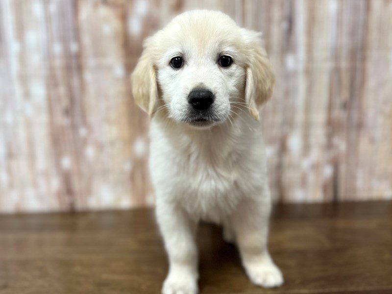 [#4155] Tulip - Cream Female Golden Retriever Puppies for Sale