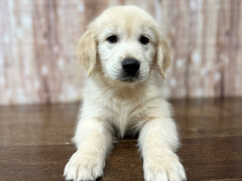 [#4154] Georgie - Cream Male Golden Retriever Puppies for Sale