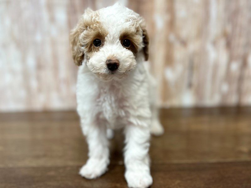 [#4157] Gloria - White and tan Female Toy Poodle Puppies for Sale