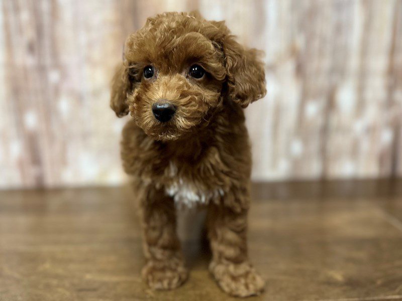 [#4156] Ruby - Red Female Toy Poodle Puppies for Sale