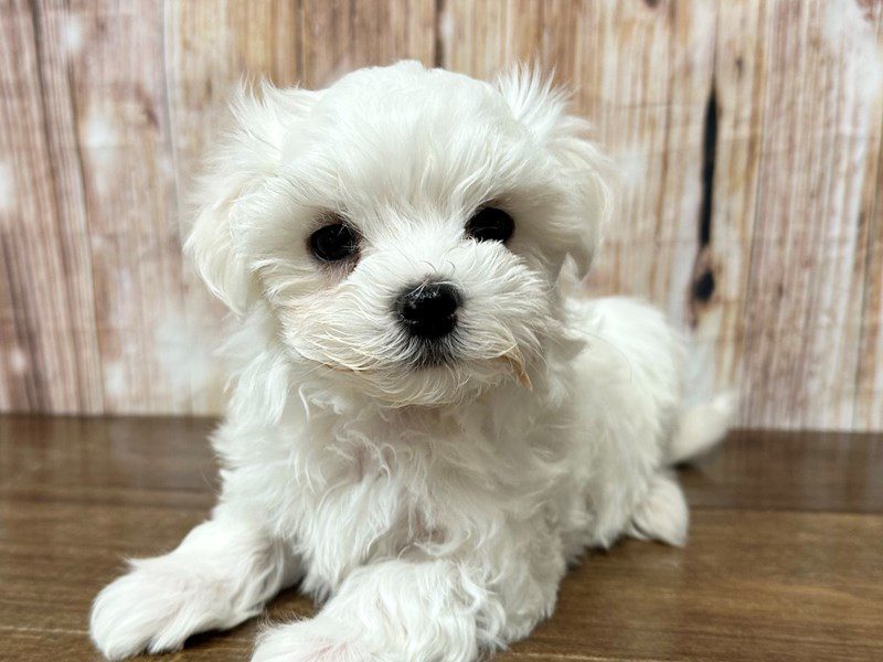 [#4162] Calliope - White Female Maltese Puppies for Sale