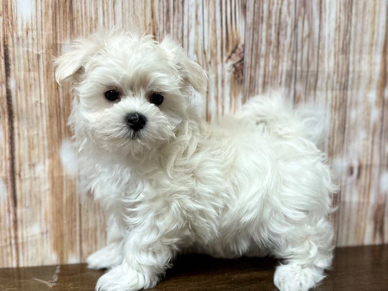[#4161] Rosie - White Female Maltese Puppies for Sale