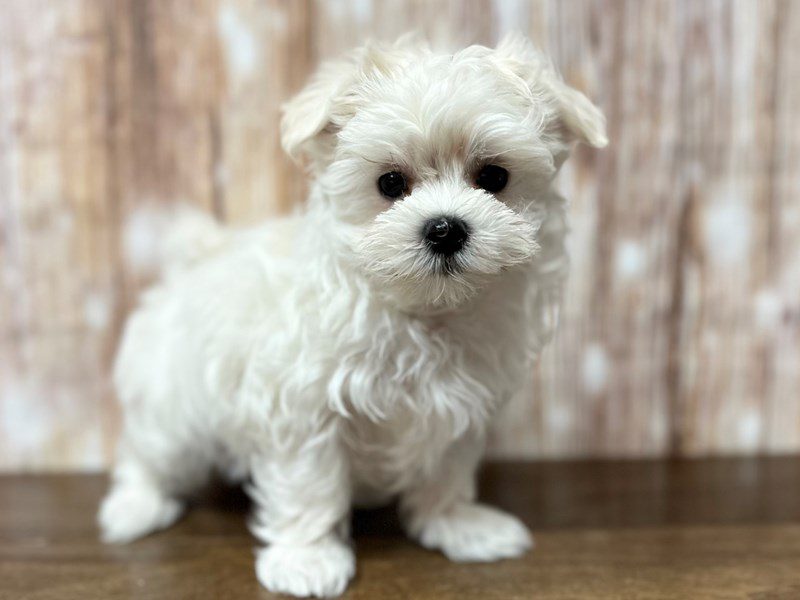 [#4160] Eden - White Female Maltese Puppies for Sale