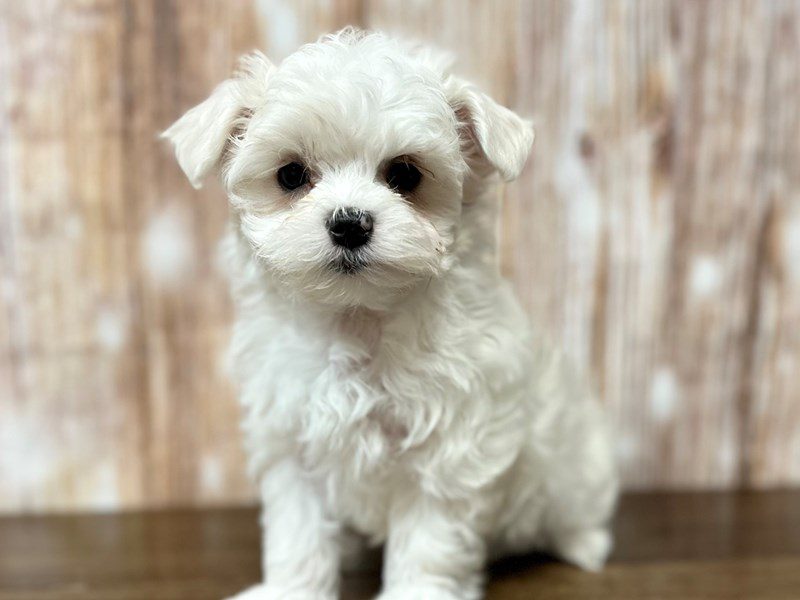 [#4158] Mason - White Male Maltese Puppies for Sale