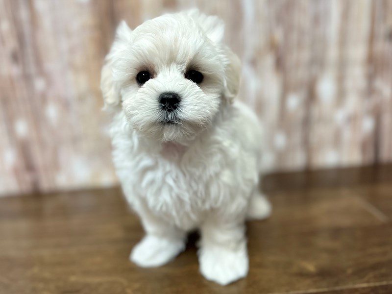 [#4159] Jackson - White Male Maltese Puppies for Sale