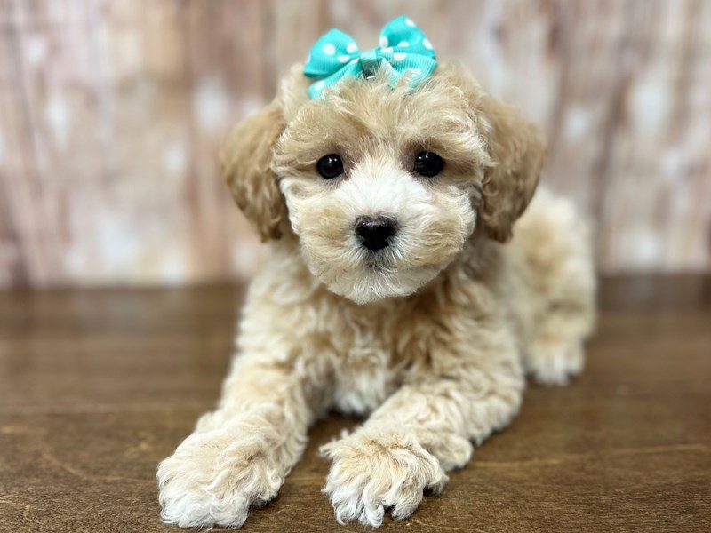 [#4169] Margret - Apricot Female Bichapoo Puppies for Sale