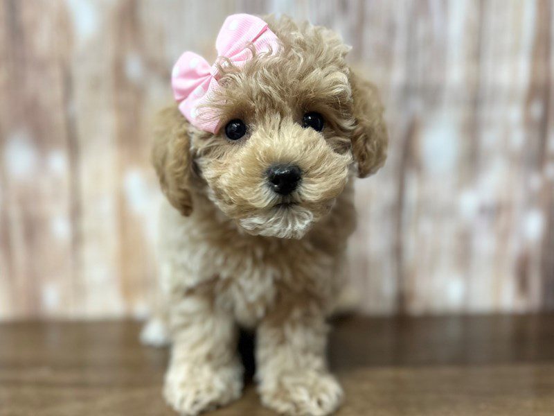 [#4167] Clara - Apricot Female Bichapoo Puppies for Sale