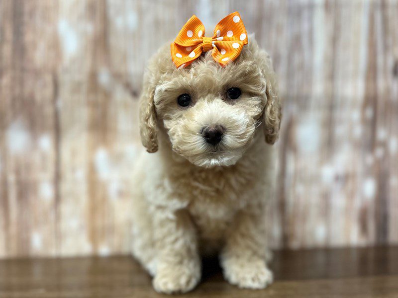 [#4168] Leona - Apricot Female Bichapoo Puppies for Sale