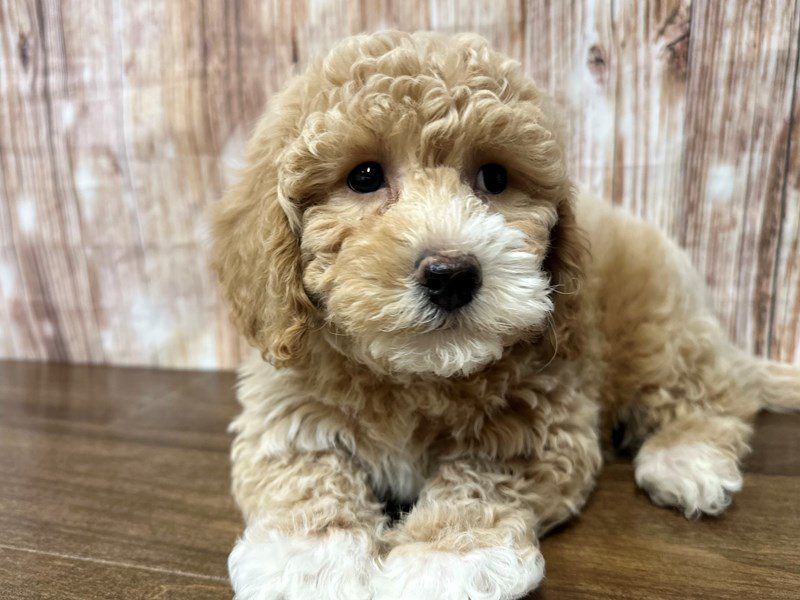 [#4165] Gibson - Apricot Male Bichapoo Puppies for Sale