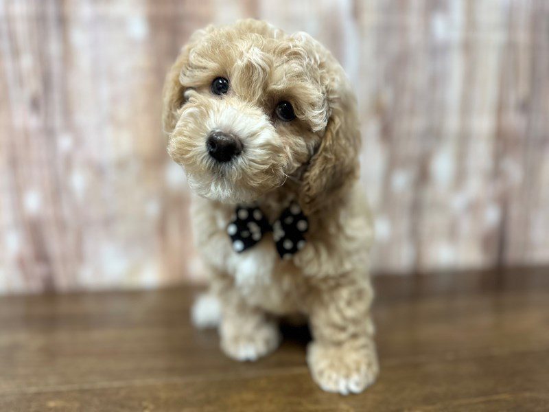 [#4166] Izzy - Apricot Male Bichapoo Puppies for Sale