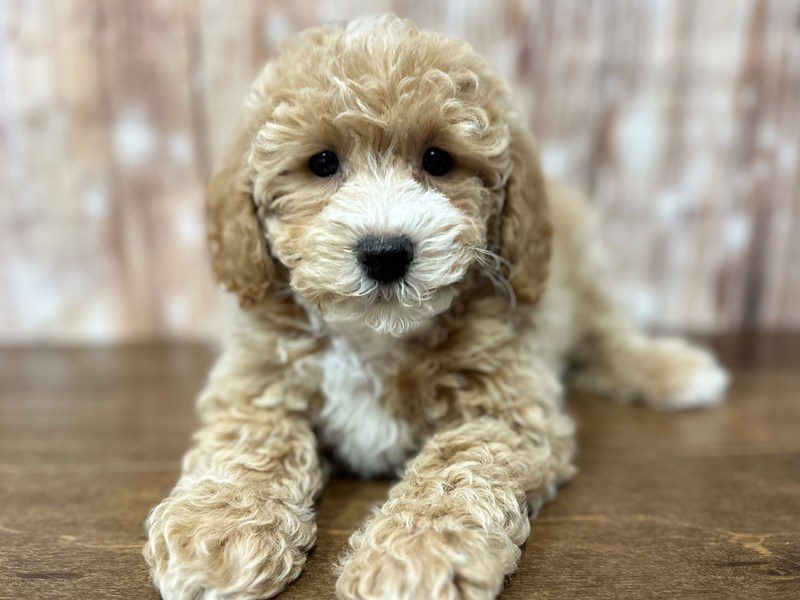 [#4164] Bodie - Apricot Male Bichapoo Puppies for Sale