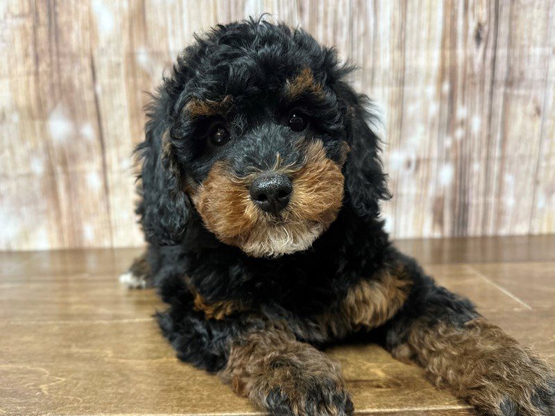 [#4173] Magnolia - Tri color Female F1B Mini Bernedoodle Puppies for Sale