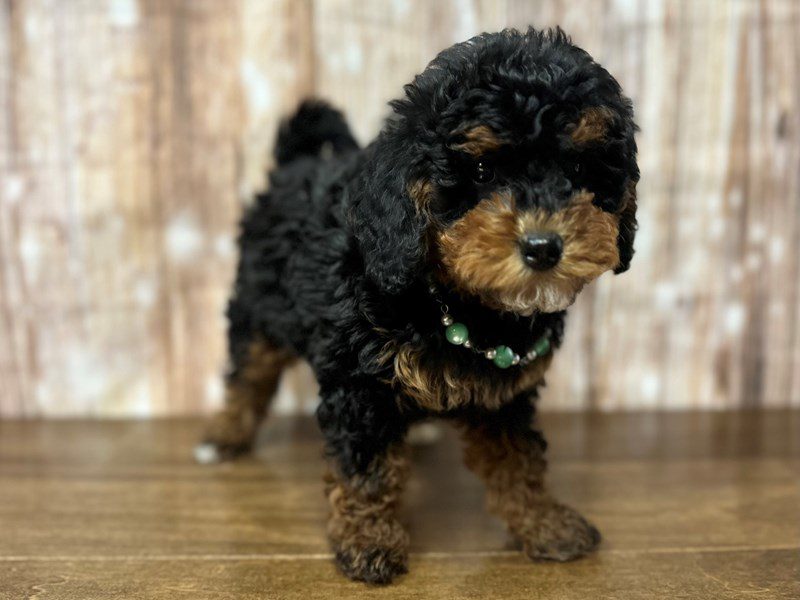 [#4172] Eleanor - Tri color Female F1B Mini Bernedoodle Puppies for Sale