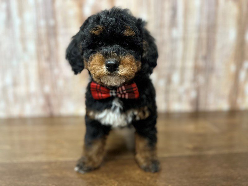 [#4170] Daxton ON HOLD/DEPOSIT - Tri color Male F1B Mini Bernedoodle Puppies for Sale
