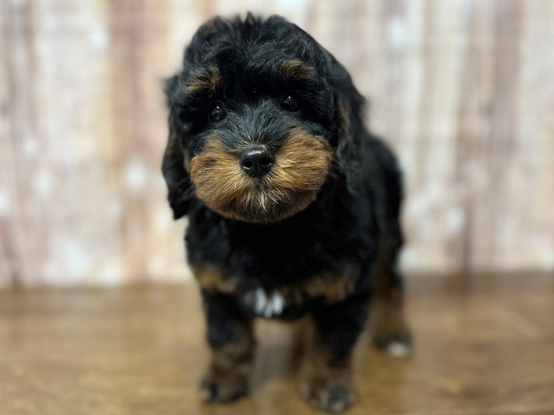 [#4171] Onyx - Tri color Male F1B Mini Bernedoodle Puppies for Sale