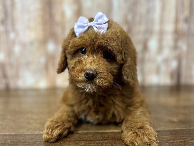 [#4174] Poppy - Red Female F1B Mini Bernedoodle Puppies for Sale