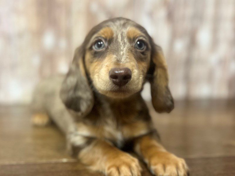 [#4175] Copper - Chocolate Dapple Male Dachshund Puppies for Sale