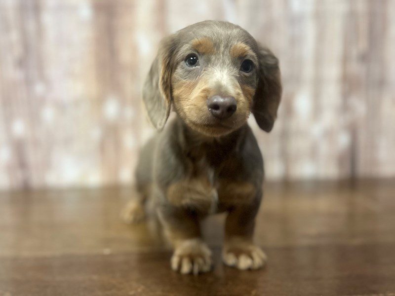 [#4176] Davy - Isabella Male Dachshund Puppies for Sale