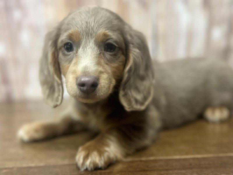 [#4177] Jack - Isabella Male Dachshund Puppies for Sale