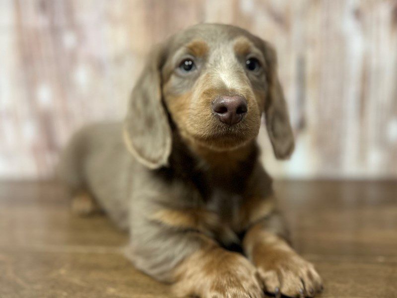 [#4178] Will - Isabella Male Dachshund Puppies for Sale