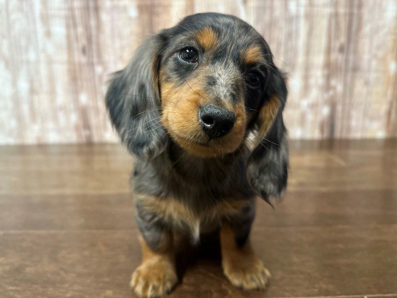 [#4181] Hannah - Silver Dapple Female Dachshund Puppies for Sale