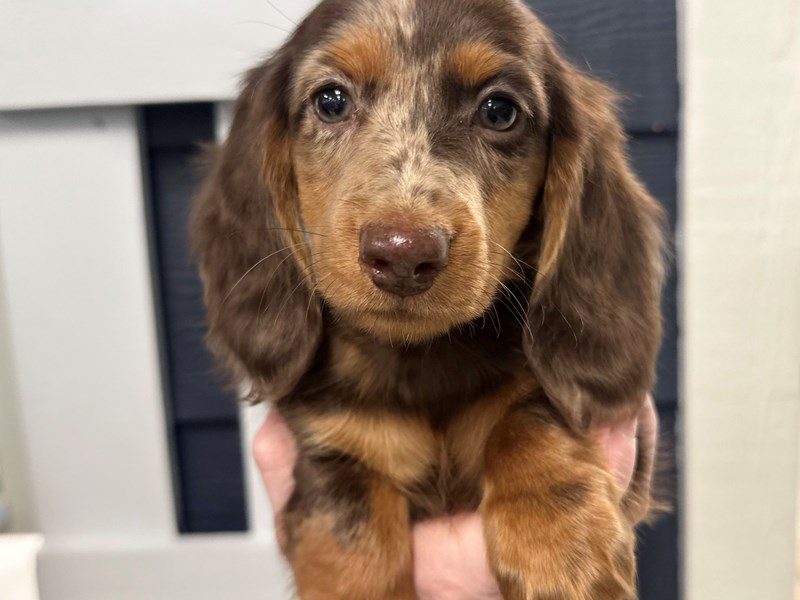 [#4180] Elizabeth - Chocolate Dapple Female Dachshund Puppies for Sale