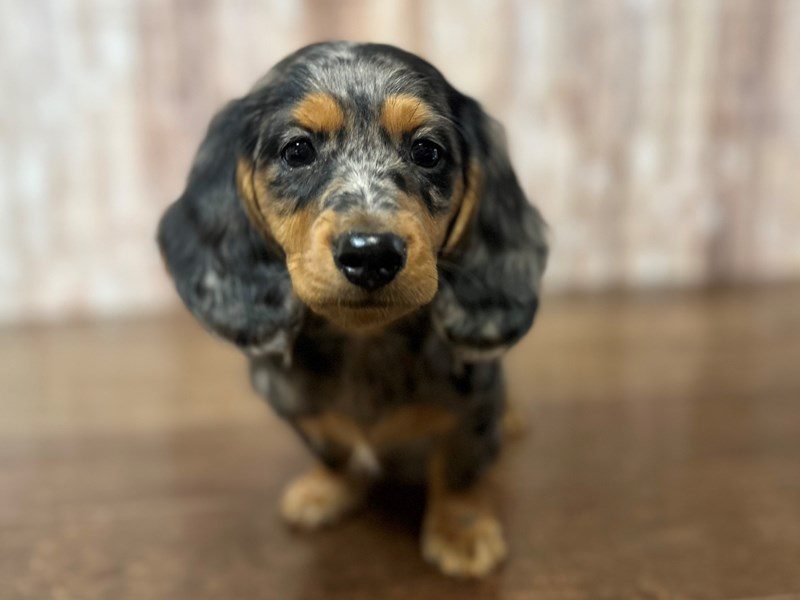 [#4179] Margo - Silver Dapple Female Dachshund Puppies for Sale