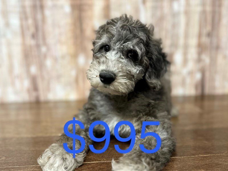 F1B Mini Aussiedoodle Dog Male Blue Merle 4146