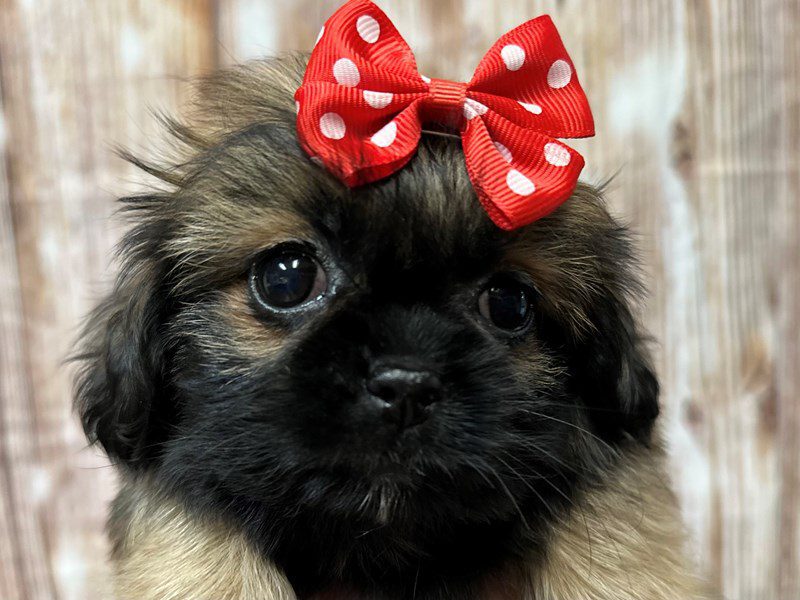 [#4193] Noelle - Brown and black Female Shih Tzu Puppies for Sale