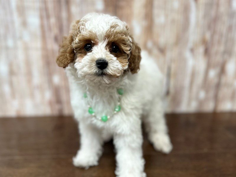 [#4188] Taylor - White and red Female Toy Poodle Puppies for Sale