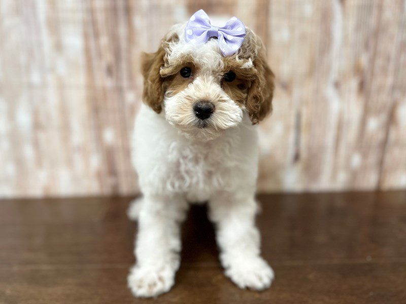 [#4189] Twilight - White and red Female Toy Poodle Puppies for Sale