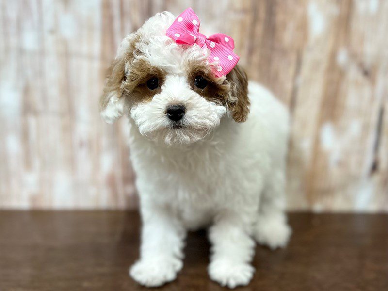 [#4187] Carmyn - White and red Female Toy Poodle Puppies for Sale
