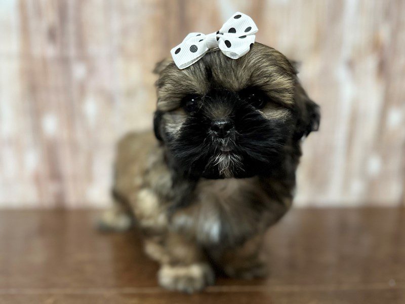 [#4191] Bella - Brown and black Female Shih Tzu Puppies for Sale
