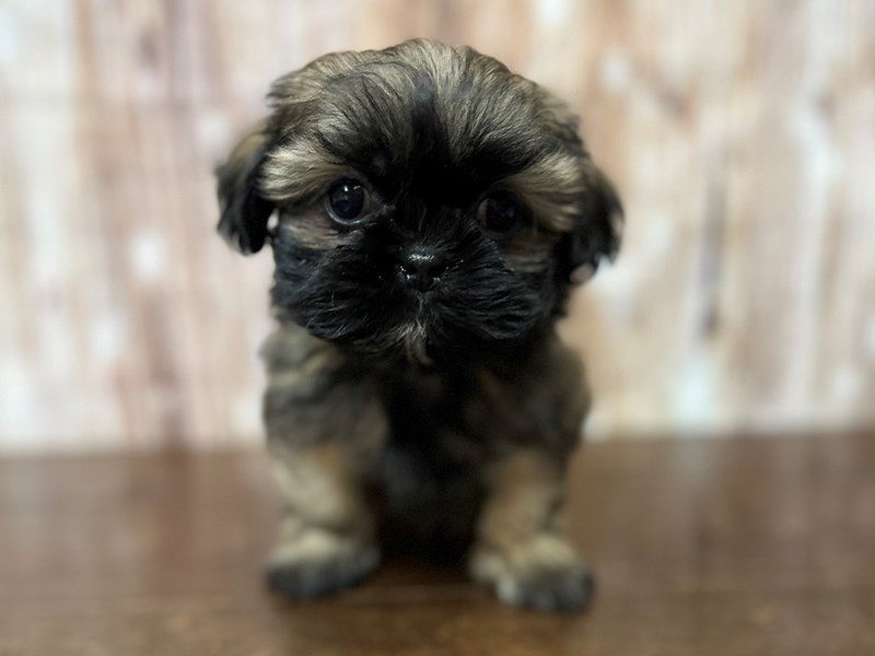 [#4192] Diamond - Brown and black Female Shih Tzu Puppies for Sale