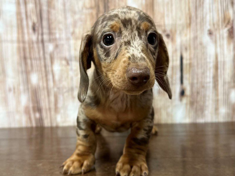 [#4182] Hoover - Chocolate Dapple Male Dachshund Puppies for Sale