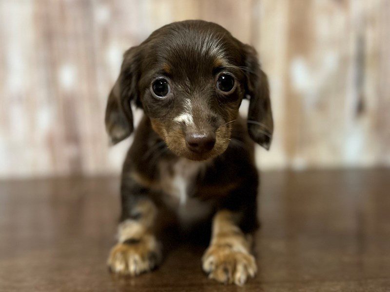 [#4185] Chloe - Chocolate Dapple Female Dachshund Puppies for Sale