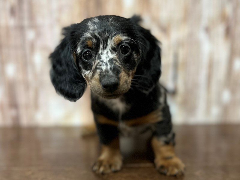 [#4184] Georgia - Silver Dapple Female Dachshund Puppies for Sale