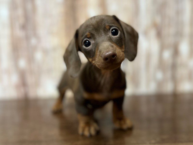 [#4183] Isaac - Chocolate and tan Male Dachshund Puppies for Sale
