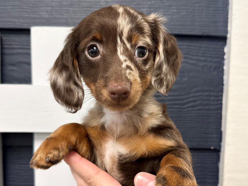 [#4186] Isabella - Chocolate Dapple Female Dachshund Puppies for Sale