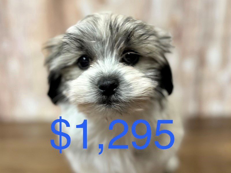 [#4097] Joseph - brown and white Male Malshi Puppies for Sale