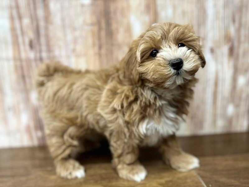Maltipoo Dog Male Apricot 4127