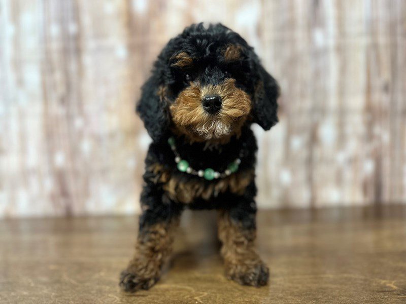 [#4172] Eleanor - Tri color Female F1B Mini Bernedoodle Puppies for Sale