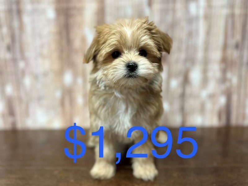 [#4076] Raya - Brown Female Morkie (Yorkshire Terrier X Maltese) Puppies for Sale