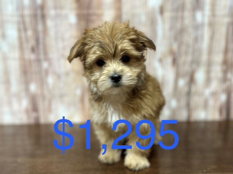 [#4078] Samson - Brown Male Morkie (Yorkshire Terrier X Maltese) Puppies for Sale