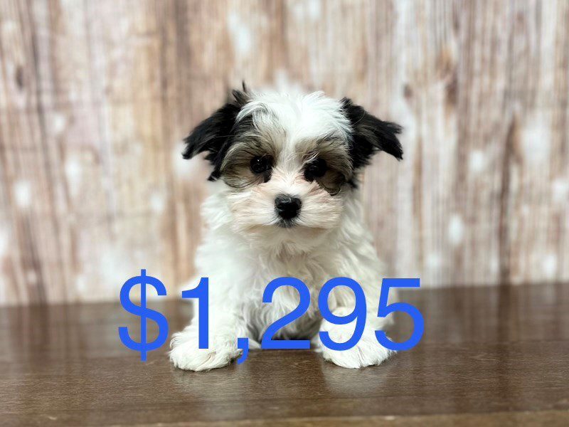Morkie