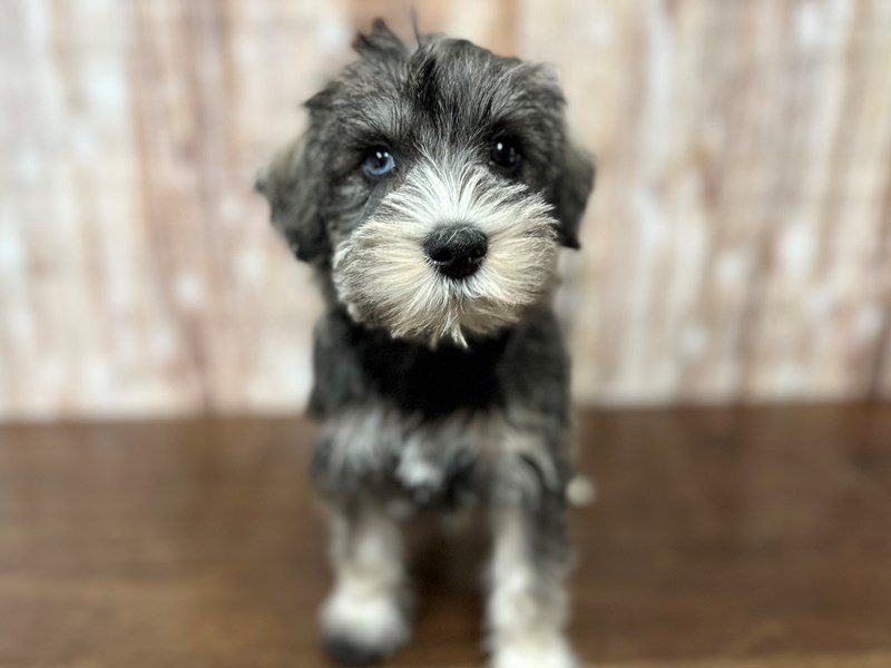 [#4200] Amelia - Salt and pepper Female Miniature Schnauzer Puppies for Sale